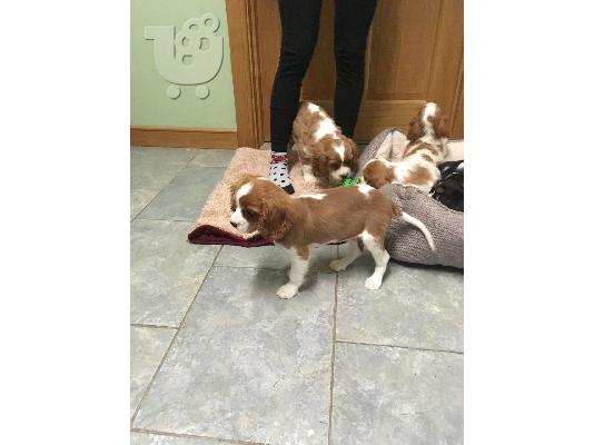 PoulaTo: Cavalier βασιλιάς Charles Spaniel για Rehoming
