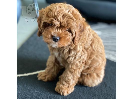 PoulaTo: υπέροχο cavapoo έτοιμο για υιοθέτηση.