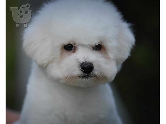 Bichon Frize αρσενικό κουτάβι