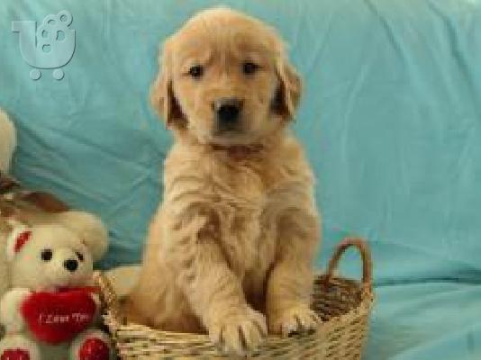 PoulaTo: Ελκυστικά κουτάβια Golden Retriever