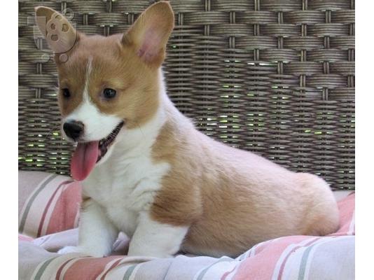 PoulaTo: Κουτάβια Pembroke Welsh Corgi