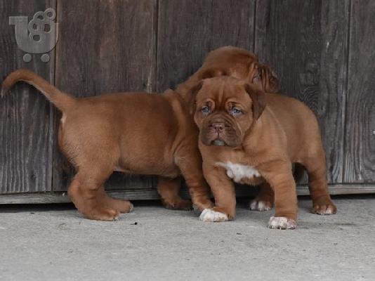 PoulaTo: Dogue De Bordeaux κουτάβια προς πώληση.