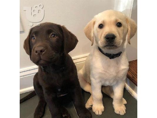 PoulaTo: Εγγεγραμμένα κουτάβια Labrador Retriever προς πώληση
