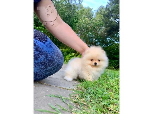 όμορφα Pomeranian Puppies προς πώληση