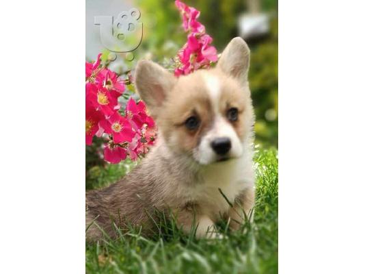 Welsh Corgie κουτάβια