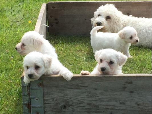 Όμορφα γεμάτα γενεαλογικά κουτάβια kc reg bichon frize,