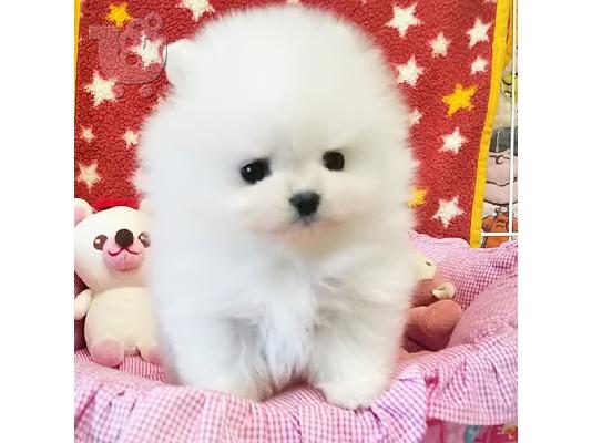 PoulaTo: Καθαρόαιμα κουτάβια Pomeranian