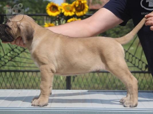 Κουτάβια Cane Corso