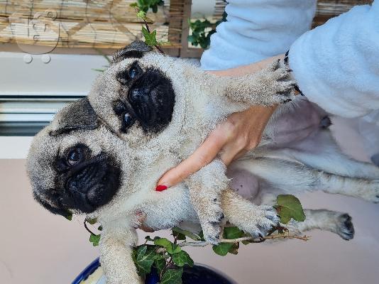 Pug
