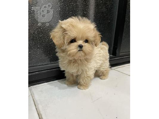 PoulaTo: Yorkie Puppies Available