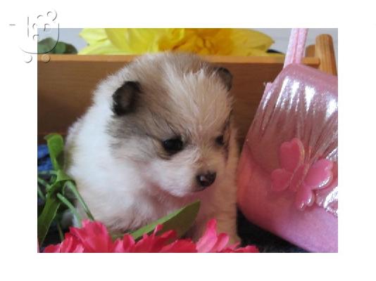 Pomeranian κουτάβια Διαθέσιμο