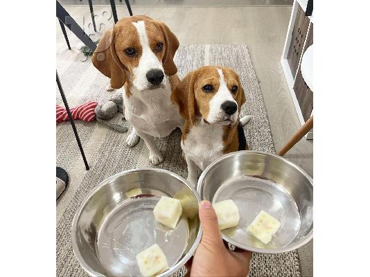 Εδώ παρουσιάζουμε τα υπέροχα κουτάβια Beagle έτοιμα να επαναληφθούν,...