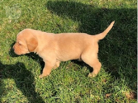 λαβράδορ retriever