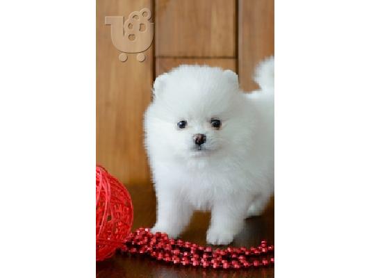 PoulaTo: ψάχνω pomeranian mini