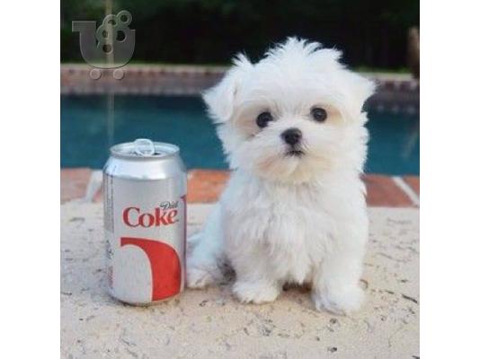 Η Pedigree Maltese Fija γέννησε 4 υγιή κουτάβια. Και οι δύο