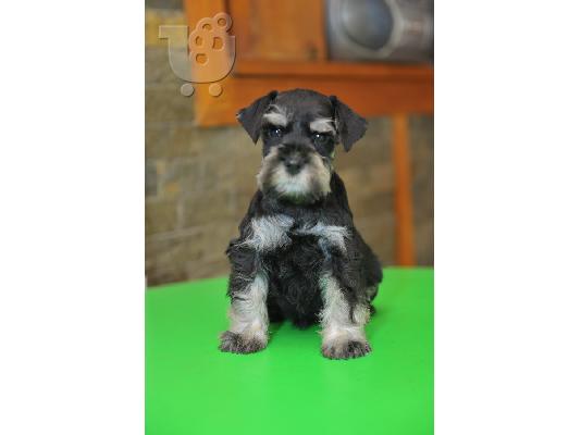Μινιατούρα Schnauzer ΟΜΟΡΦΑ κουταβάκια