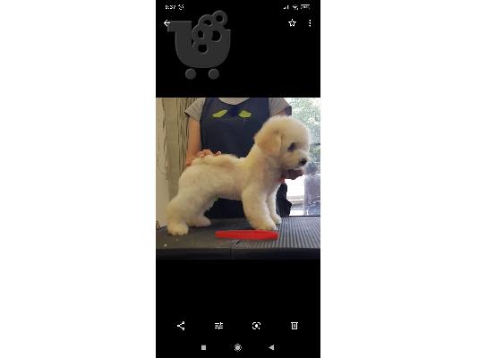 Bichon Frize όμορφα κουτάβια