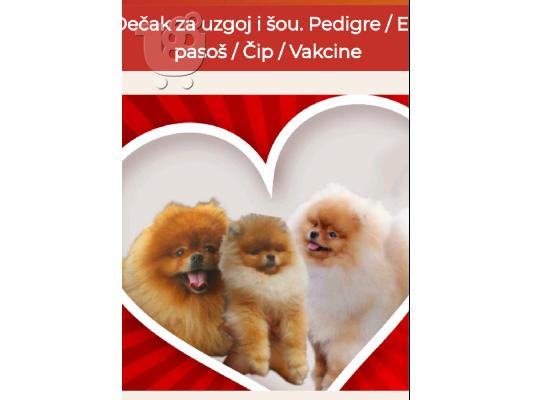 Pomeranian Spitz κουτάβια