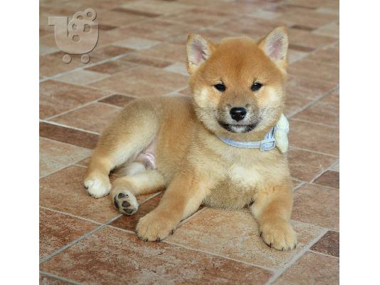 Shiba Inu όμορφα κουτάβια