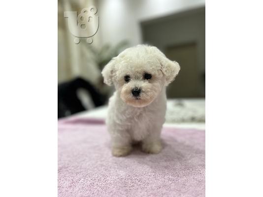 Bichon Frize κουτάβια