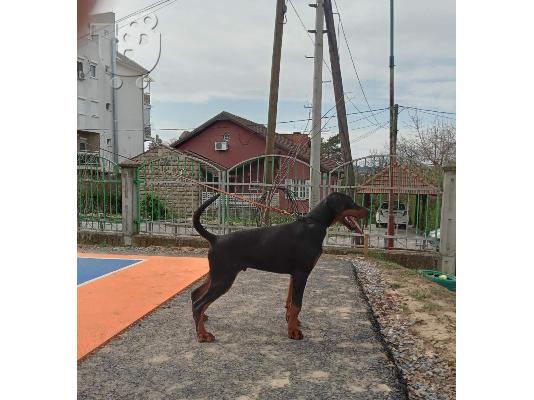 Ντόμπερμαν κουτάβια