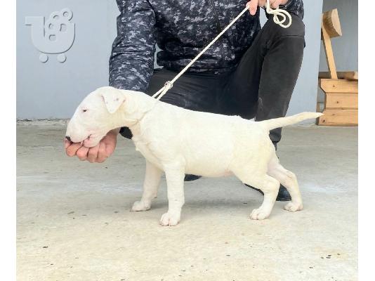 Τυπικό μπουλ τεριέ κουτάβια