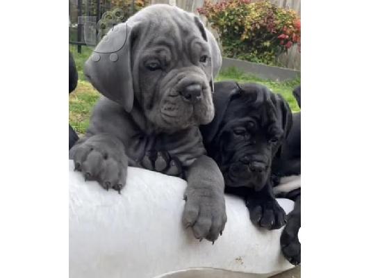 Cane Corso Kane Korso ΚΟΡΥΦΑΙΑ ΠΟΙΟΤΗΤΑ