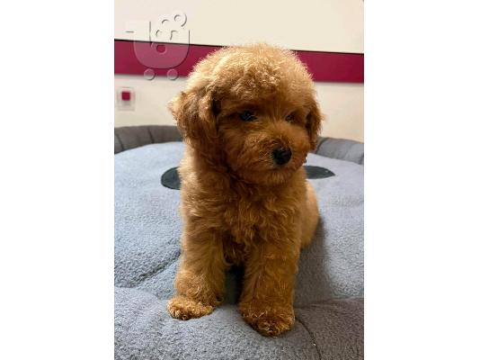PoulaTo: Κόκκινο Toy Poodle