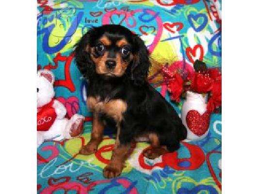 PoulaTo: Cavalier King Charles Puppies