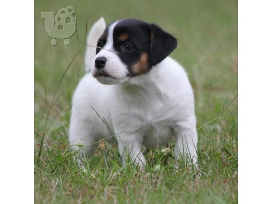 PoulaTo: Λατρευτά κουτάβια του Jack Russell
