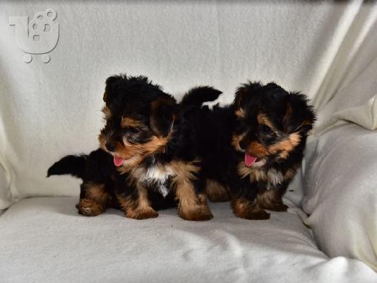 πανέμορφα κουτάβια Yorkie