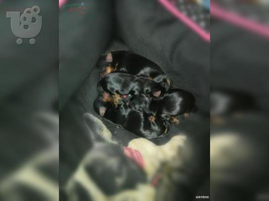 yorkie κουτάβια για καλά σπίτια