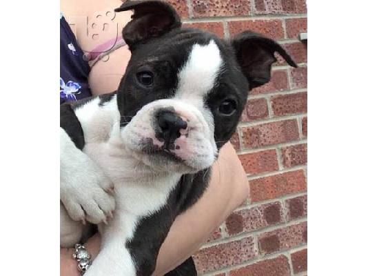 PoulaTo: Ειδική Boston Terrier κουτάβια