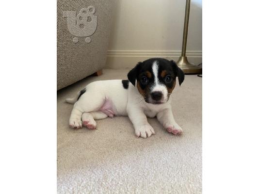 Εκπληκτικά κουτάβια Jack Russell