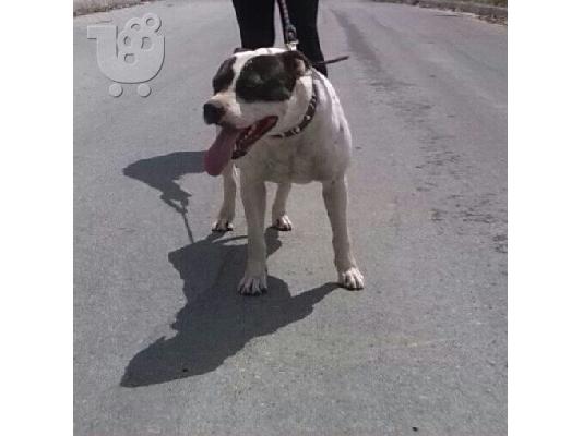 PoulaTo: pitbull