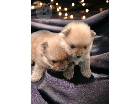 Pomeranian κουτάβια
