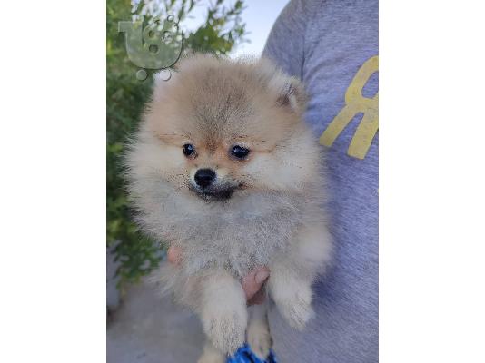 Pomeranian Boo κουτάβια