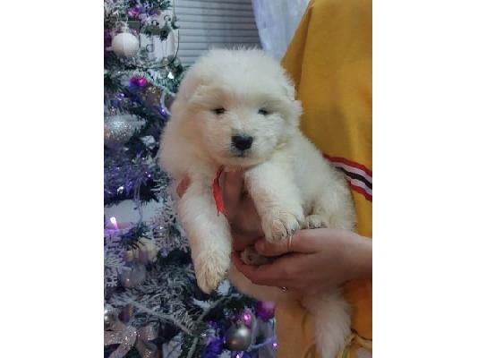 Samoyed κουτάβια