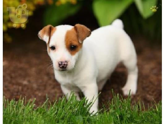 PoulaTo: Διαθέσιμα κουτάβια Jack Russell Terrier