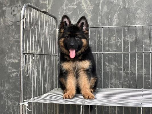 PoulaTo: German Shepherd Puppies for sale