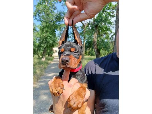 Κουτάβια Doberman μαύρο και καφέ