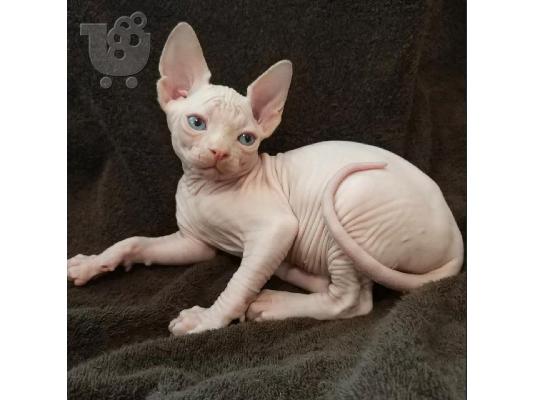 PoulaTo: Γατάκια Sphynx για υιοθεσία