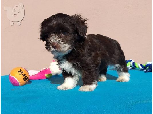 PoulaTo: Havanese