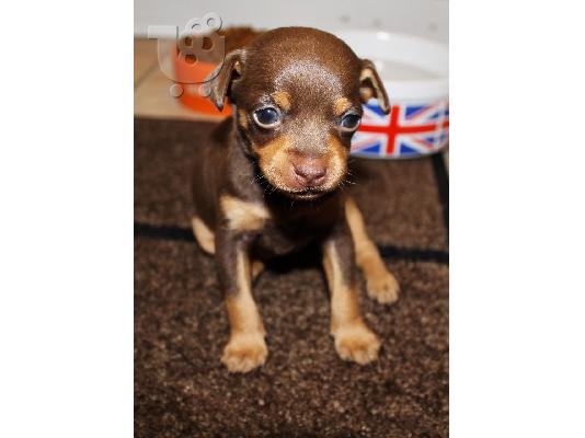 PoulaTo: Pinsher miniatre size chocolate cream color