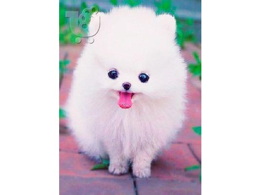 PoulaTo: Υπέροχα κουτάβια Pomeranian διαθέσιμα