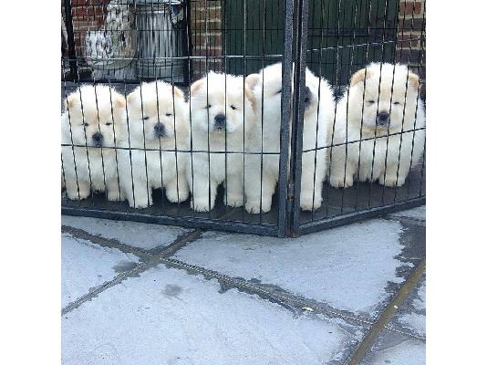 Όμορφα κουτάβια Chow Chow για καλό σπίτι