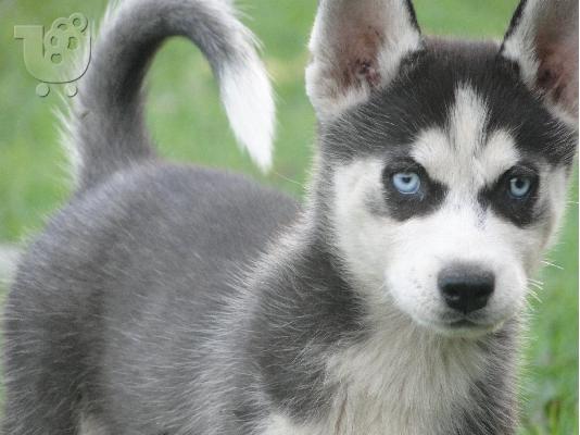 Πωλούνται καθαρόαιμα Χάσκι Σιβηρίας (Siberian Husky).