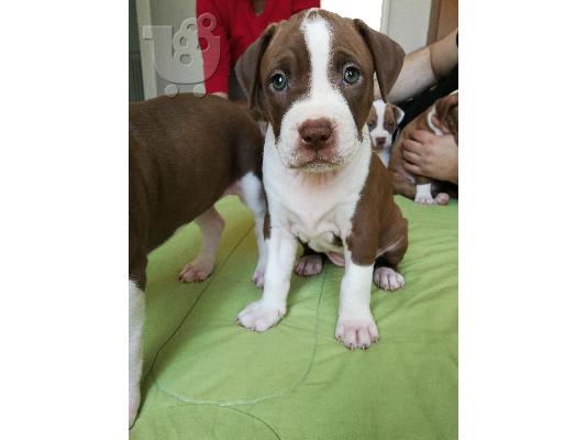 pit bull puppies