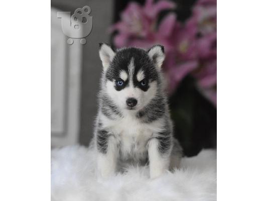 Εκπληκτικά Pomsky κουτάβια