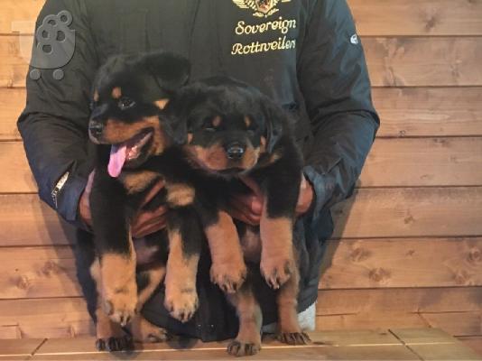 PoulaTo: Όμορφα υγιή κουτάβια ROTTWEILER